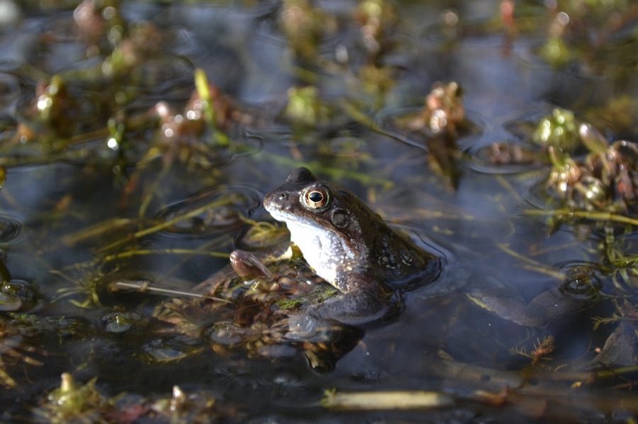 Frog in a pond